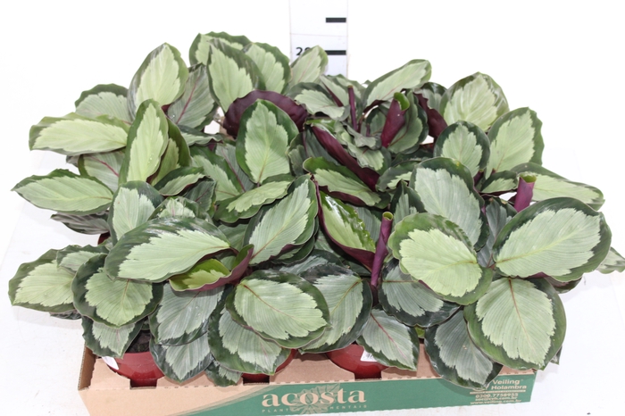 MARANTA VARIADO P12