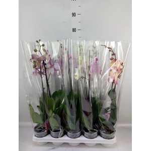 Phalaenopsis   ...mix