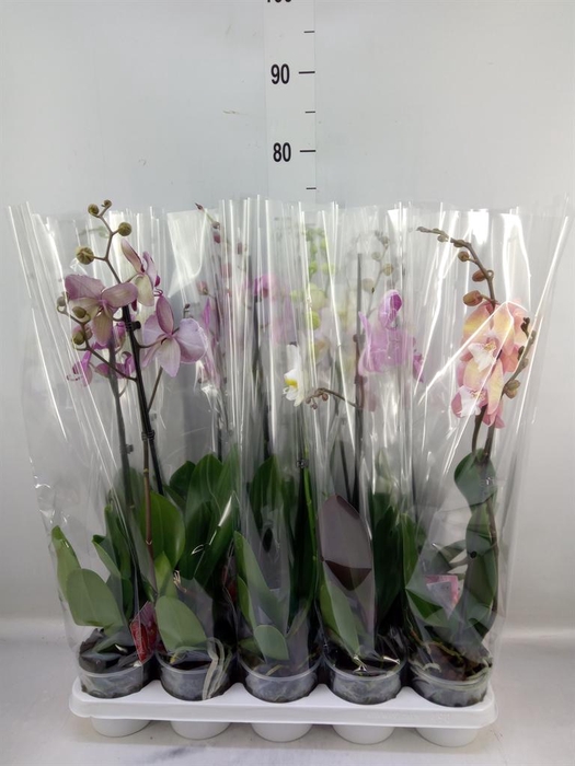 <h4>Phalaenopsis ...mix</h4>