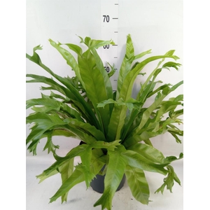 Asplenium nidus 'Crissie'