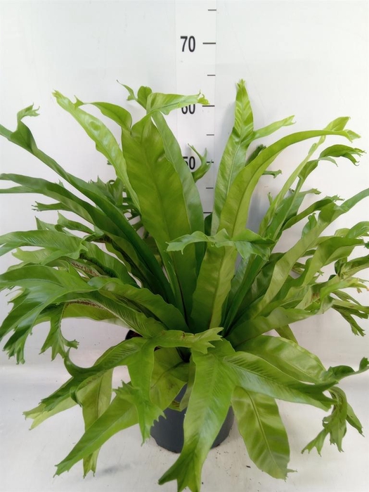 <h4>Asplenium nidus 'Crissie'</h4>