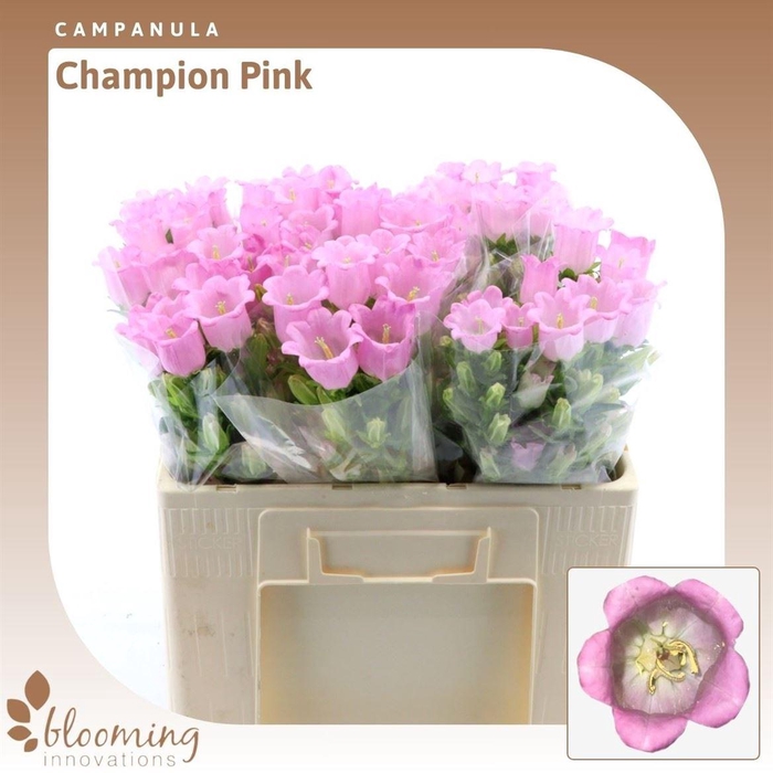 <h4>Campanula Champion Pink</h4>