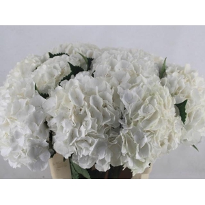 Hydr M Ch Whi Verena