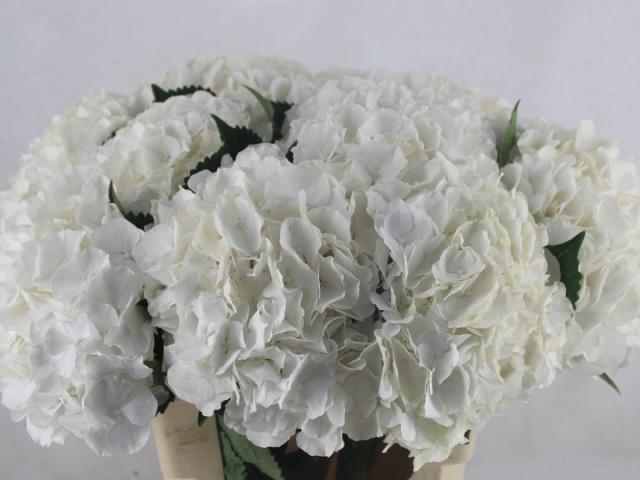 <h4>Hydr M Ch Whi Verena</h4>