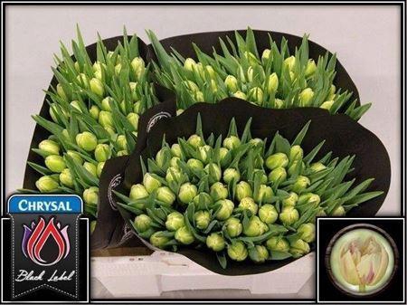 <h4>Tu Du Flaming Margar</h4>