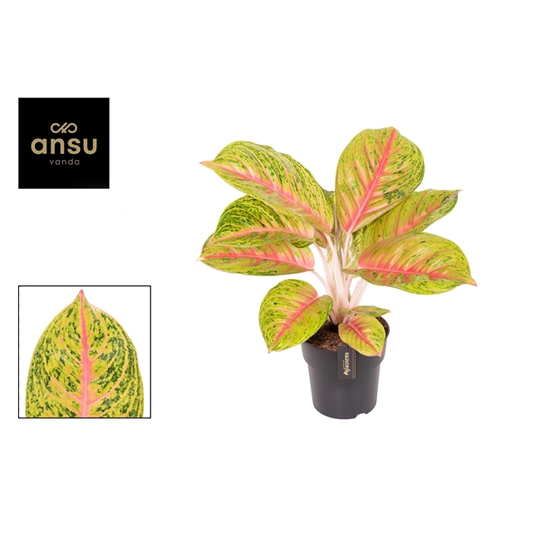 <h4>Aglaonema Grand Blossom</h4>