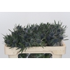Eryngium Magical Blue Lagoon