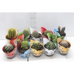 CACTUS RAIZ PROPRIA P11