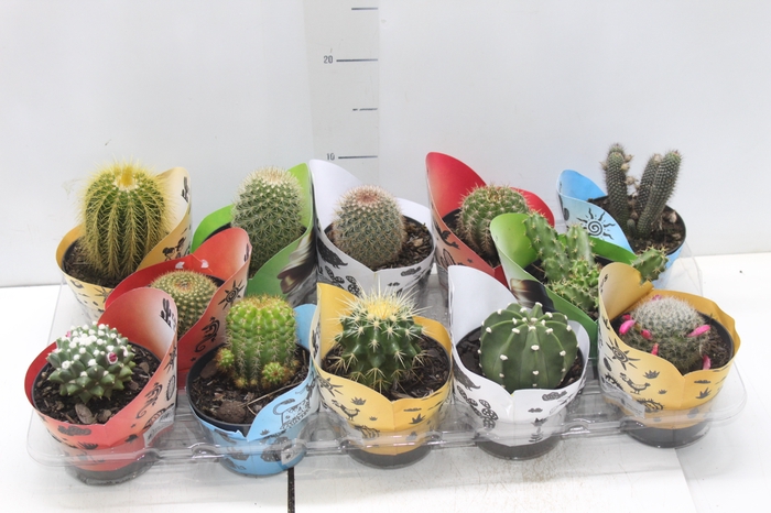 <h4>CACTUS RAIZ PROPRIA P11</h4>