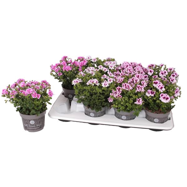 <h4>Pelg. BD Angel mix tray 12cm</h4>