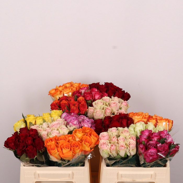 <h4>R GR GEM IN FUST</h4>