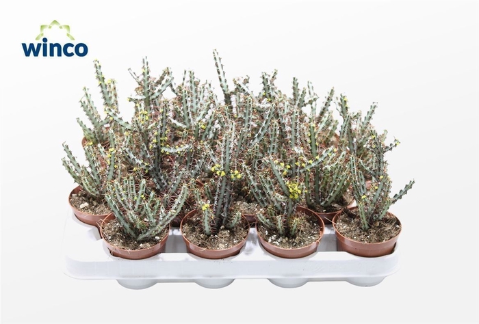 <h4>Euphorbia Aeroginosa</h4>