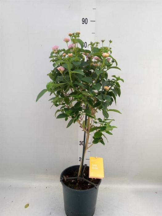 <h4>Lantana  'Lucky Honey Blush'</h4>