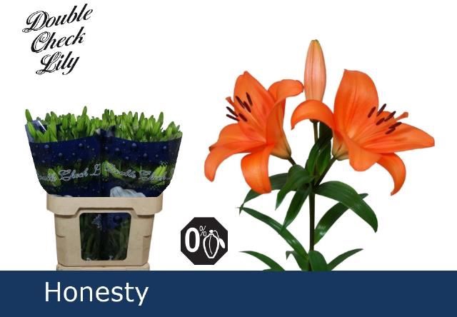 <h4>Li La Honesty</h4>