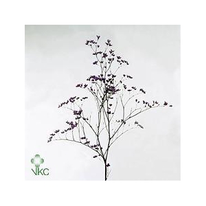 Limonium maine blue