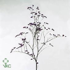 <h4>Limonium maine blue</h4>
