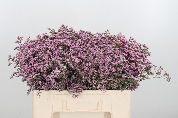 <h4>Lim Saf Oshi Pink</h4>