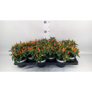 Capsicum annuum 'Favorit Orange'