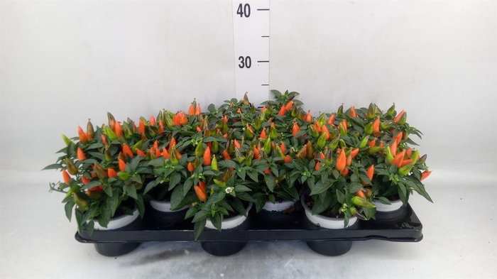 <h4>Capsicum annuum 'Favorit Orange'</h4>
