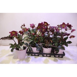 arr8 Hell Frk Annas Red