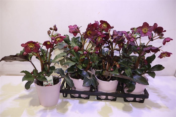 <h4>arr8 Hell Frk Annas Red</h4>