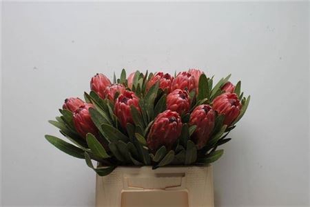 <h4>Protea Red Ice</h4>