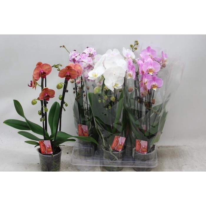 <h4>PHAL EL CASCADE</h4>