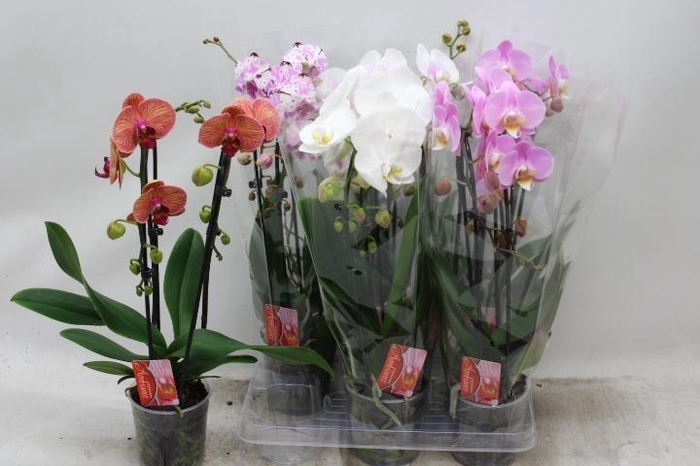 PHAL EL CASCADE