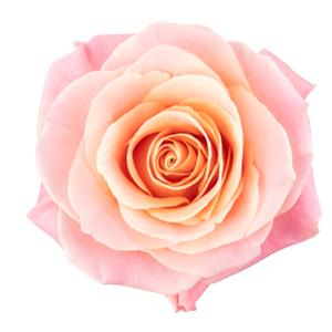 R Gr Miss Piggy Bicolor 50cm EC