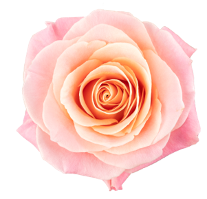 <h4>R Gr Miss Piggy Bicolor 50cm EC</h4>