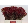 Leucadendron Jester