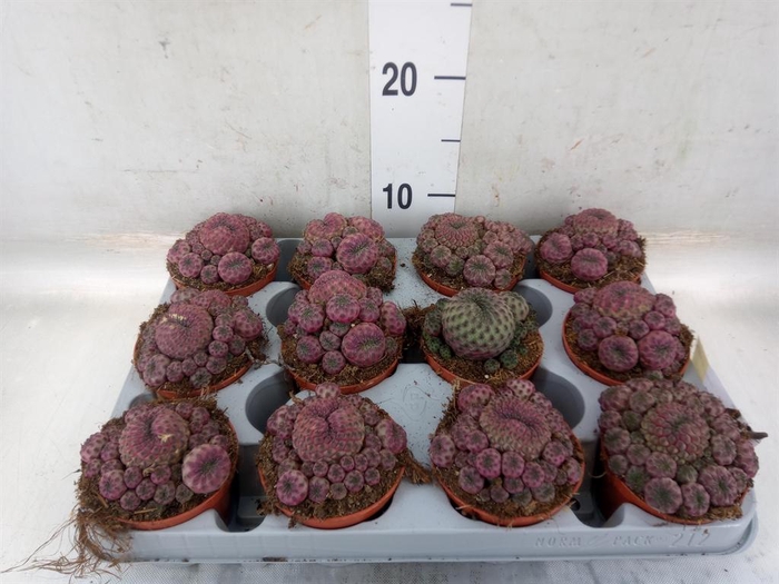 <h4>Rebutia muscula</h4>