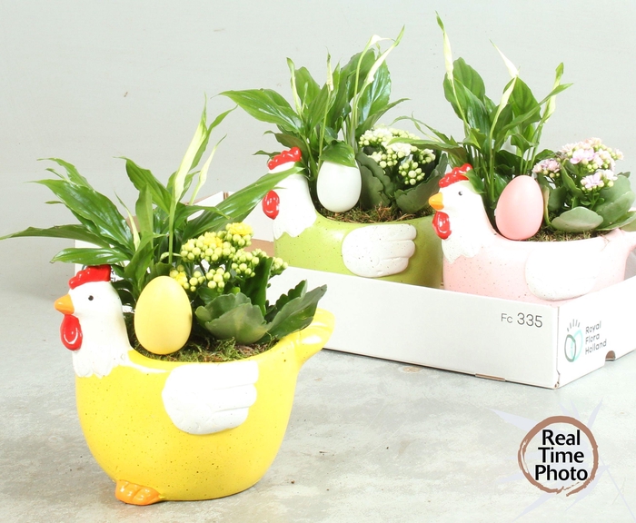 <h4>ARR KAMERPL</h4>