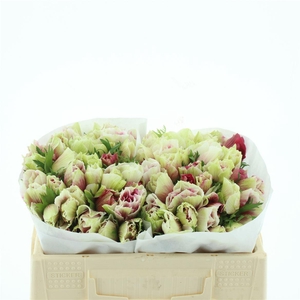 Anem Mistral Tigre Extra