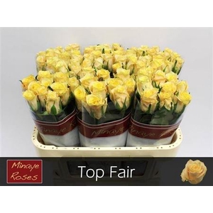 R Gr Top Fair!