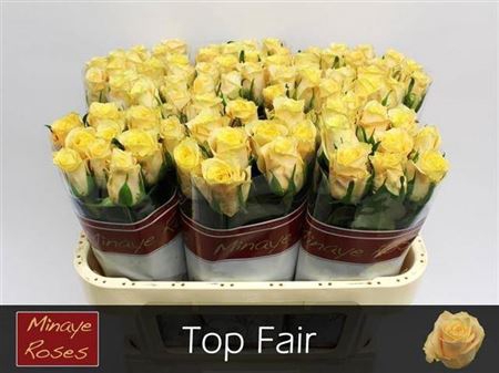 <h4>R Gr Top Fair!</h4>