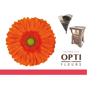 Gerbera Atlanta Water