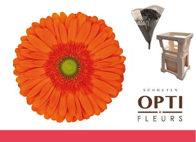 <h4>Gerbera Atlanta Water</h4>