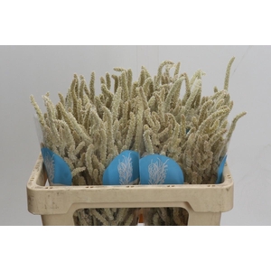 AMAR YEARMING DESERT