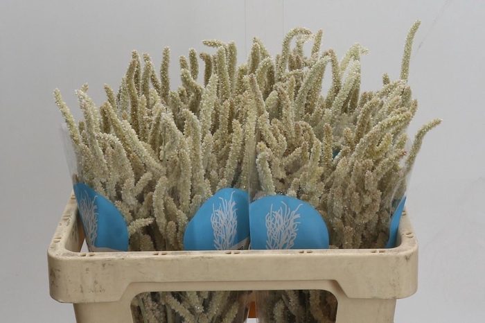 <h4>AMAR YEARMING DESERT</h4>