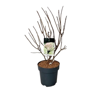 Hydrangea pan. Little Fresco