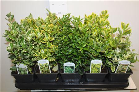 <h4>Euonymus Jap Gem</h4>