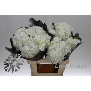 Hydrangea white in box