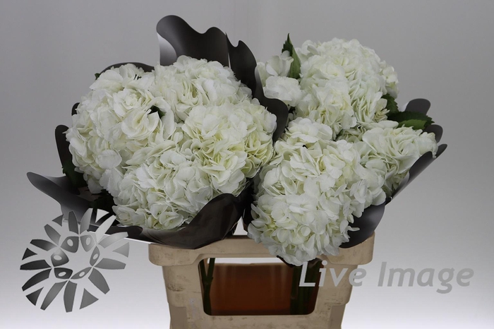 <h4>Hydrangea white in box</h4>