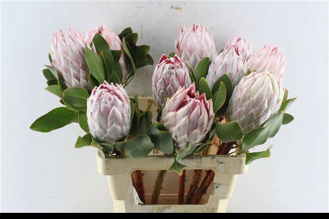 <h4>PROTEA CYNAROIDES</h4>