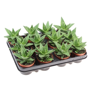 Aloe brevifolia