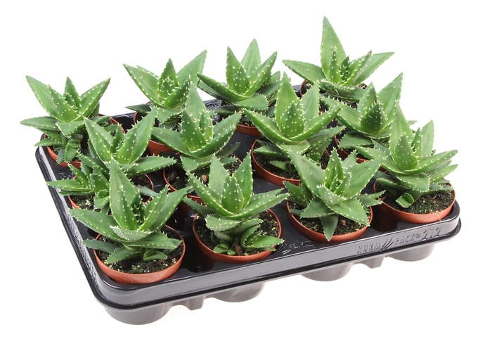<h4>Aloe brevifolia</h4>