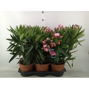 Nerium oleander   ...
