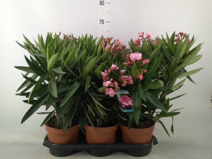 <h4>Nerium oleander   ...</h4>