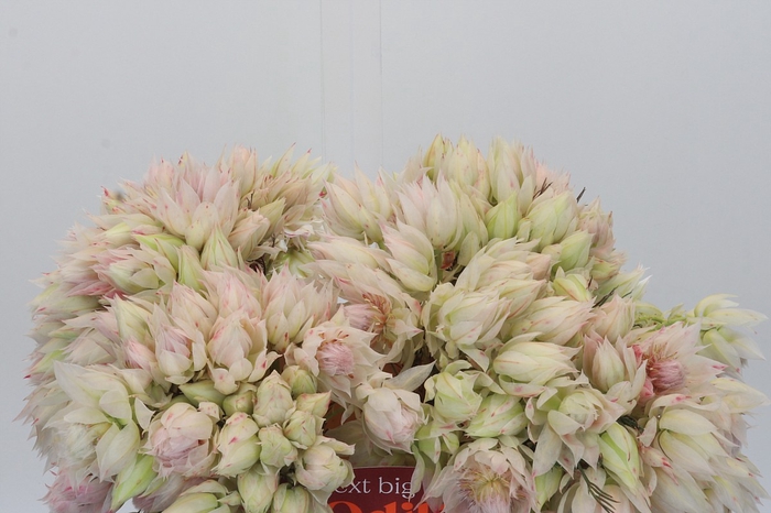 <h4>Blushing Bride 4/6 Flowers</h4>